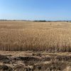 Продаж права оренди земельної ділянки сільськогосподарського призначення комунальної власності загальною площею 15,9000 га з кадастровим номером: 5122083400:01:001:0618, цільове призначення: 01.01 «Для ведення товарного сільськогосподарського виробництва» що розташована за адресою: Одеська область, Ізмаїльський район, Саф'янівська сільська рада (за межами с. Лощинівка) 3
