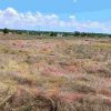 Продаж права оренди земельної ділянки сільськогосподарського призначення комунальної власності загальною площею 9,4456 га з кадастровим номером: 5122080400:01:001:1050, вид цільового призначення: 01.01 «Для ведення товарного сільськогосподарського виробництва», яка розташована на території Саф’янівської сільської ради Ізмаїльського району Одеської області (за межами населеного пункту с. Багате). 6 Продаж права оренди земельної ділянки сільськогосподарського призначення комунальної власності загальною площею 9,4456 га з кадастровим номером: 5122080400:01:001:1050, вид цільового призначення: 01.01 «Для ведення товарного сільськогосподарського виробництва», яка розташована на території Саф’янівської сільської ради Ізмаїльського району Одеської області (за межами населеного пункту с. Багате). 5